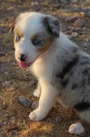 Blue merle girl blue eyes 1, a female Australian Shepherd for sale in Wittmann, AZ – 6 of 9