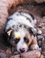 Blue merle girl , a female Miniature Australian Shepherd for sale in Wittmann, AZ – 3 of 4