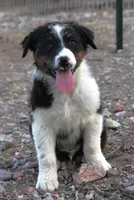 Black tri male, a male Australian Shepherd for sale in Wittmann, AZ – 4 of 4