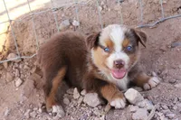 Red merle girl blue eyes 2, a female Miniature Australian Shepherd for sale in Wittmann, AZ – 3 of 4