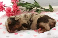 Red merle female, a male Miniature Australian Shepherd for sale in Wittmann, AZ – 2 of 2