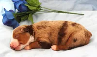 Red merle male, a male Miniature Australian Shepherd for sale in Wittmann, AZ – 2 of 2