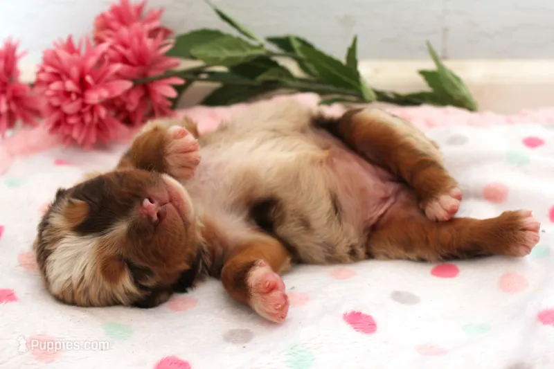 Red merle female – Miniature Australian Shepherd puppy on hold in Wittmann, AZ