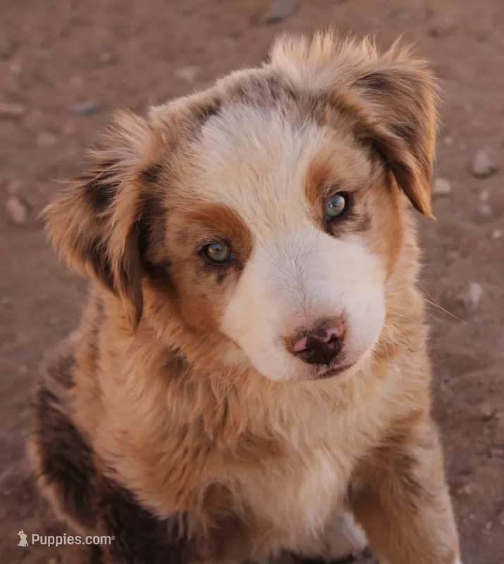 Red Merle Male ASDR – Miniature Australian Shepherd puppy for sale in Wittmann, AZ