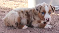 Red merle girl blue eyes, a female Miniature Australian Shepherd for sale in Wittmann, AZ – 2 of 3