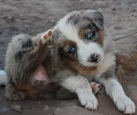 Blue merle girl blue eyes 3, a female Australian Shepherd for sale in Wittmann, AZ – 2 of 3