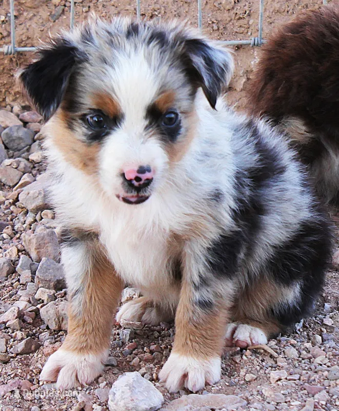 Blue merle girl  – Miniature Australian Shepherd puppy for sale in Wittmann, AZ