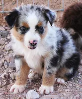 Blue merle girl , a female Miniature Australian Shepherd for sale in Wittmann, AZ – 1 of 4