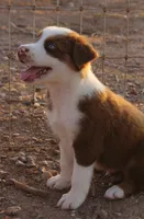 Red tri male with blue eyes, a male Australian Shepherd for sale in Wittmann, AZ – 2 of 4