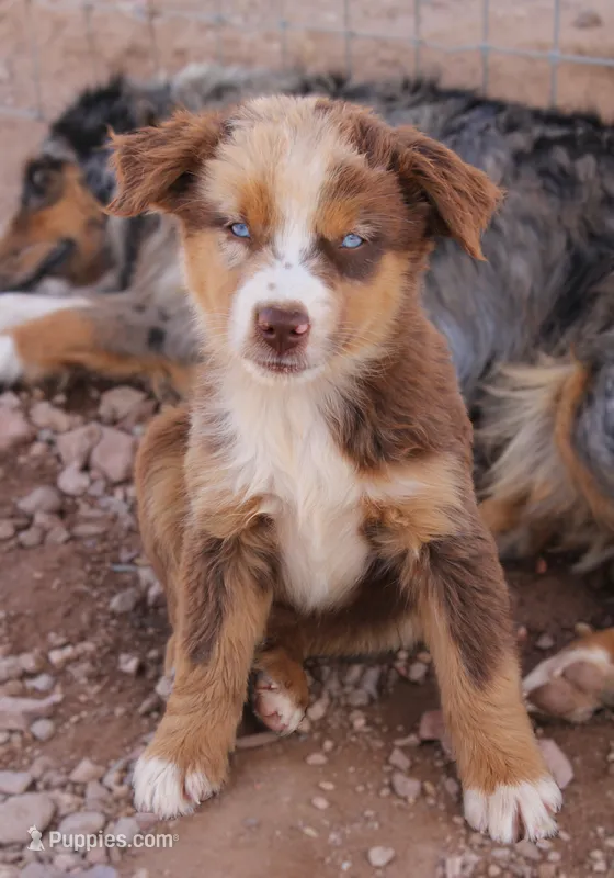 Red merle girl blue eyes 2 – Miniature Australian Shepherd puppy for sale in Wittmann, AZ