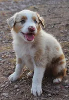 Red merle male one blue eye, a male Australian Shepherd for sale in Wittmann, AZ – 5 of 5