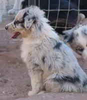 Blue merle boy marble eye, a male Australian Shepherd for sale in Wittmann, AZ – 4 of 8