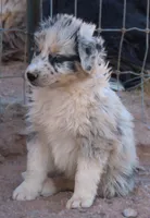 Blue merle boy marble eye, a male Australian Shepherd for sale in Wittmann, AZ – 6 of 8