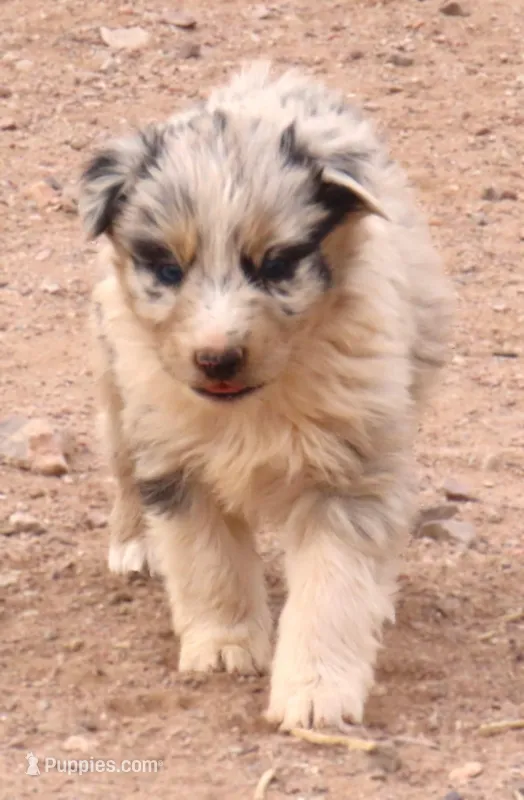 Blue merle boy marble eyes – Australian Shepherd puppy for sale in Wittmann, AZ