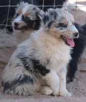 Blue merle boy marble eye, a male Australian Shepherd for sale in Wittmann, AZ – 3 of 8