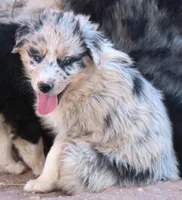 Blue merle boy marble eye, a male Australian Shepherd for sale in Wittmann, AZ – 2 of 8