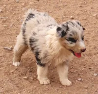 Blue merle boy marble eyes, a male Australian Shepherd for sale in Wittmann, AZ – 2 of 2