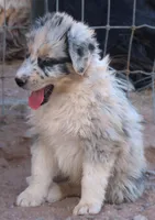 Blue merle boy marble eye, a male Australian Shepherd for sale in Wittmann, AZ – 5 of 8