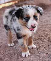 Blue merle girl , a female Miniature Australian Shepherd for sale in Wittmann, AZ – 4 of 4
