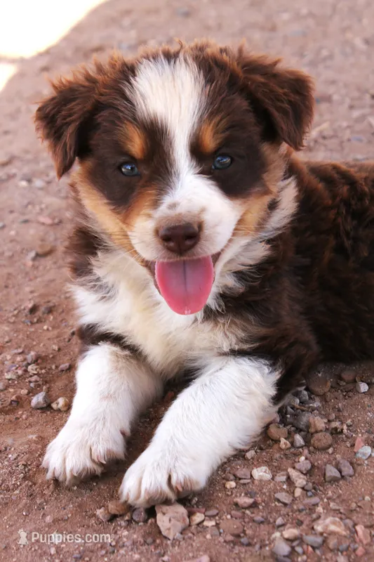 Red tri male no tail – Australian Cattle Dog, Miniature Australian Shepherd puppy for sale in Wittmann, AZ