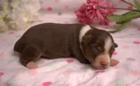 Mini RTF, a female Miniature Australian Shepherd for sale in Wittmann, AZ – 1 of 2