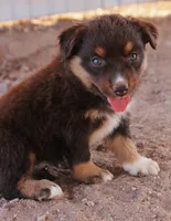 Red tri girl, a female Miniature Australian Shepherd for sale in Wittmann, AZ – 6 of 7
