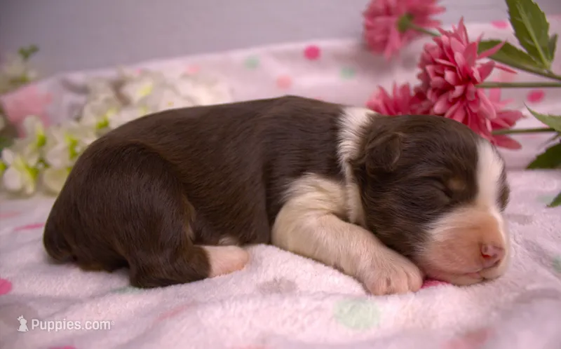 Mini RTF 3 – Miniature Australian Shepherd puppy for sale in Wittmann, AZ