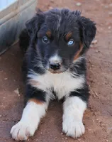 Black tri male one blue eye, a male Australian Shepherd for sale in Wittmann, AZ – 4 of 5
