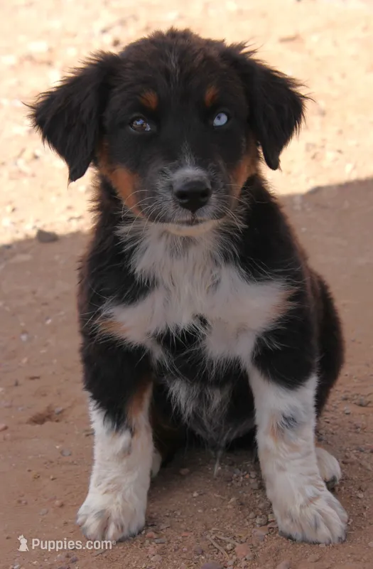 Black tri male one blue eye – Australian Shepherd puppy for sale in Wittmann, AZ