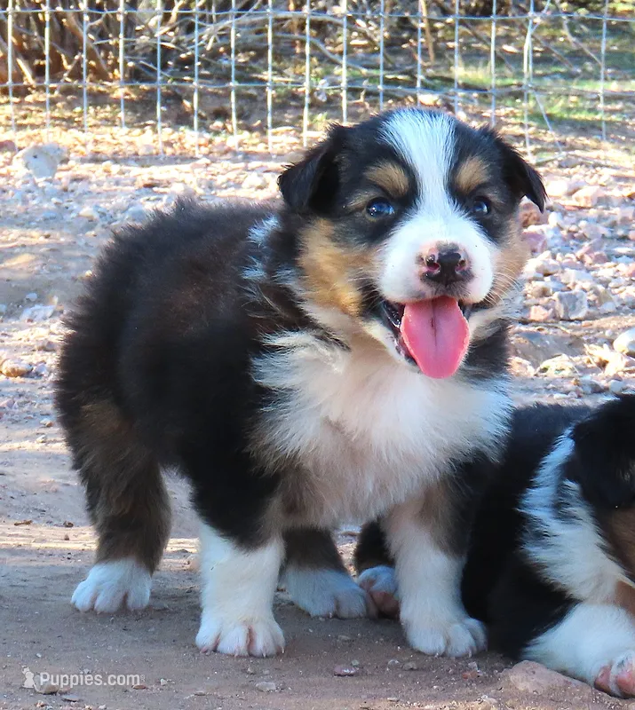 Black tri male – Australian Shepherd puppy for sale in Wittmann, AZ