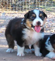 Black tri male, a male Australian Shepherd for sale in Wittmann, AZ – 1 of 2