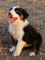Black tri girl with blue eyes, a female Australian Shepherd for sale in Wittmann, AZ – 2 of 3