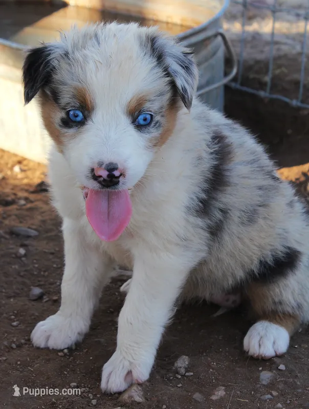 Blue merle girl blue eyes 1 – Australian Shepherd puppy for sale in Wittmann, AZ
