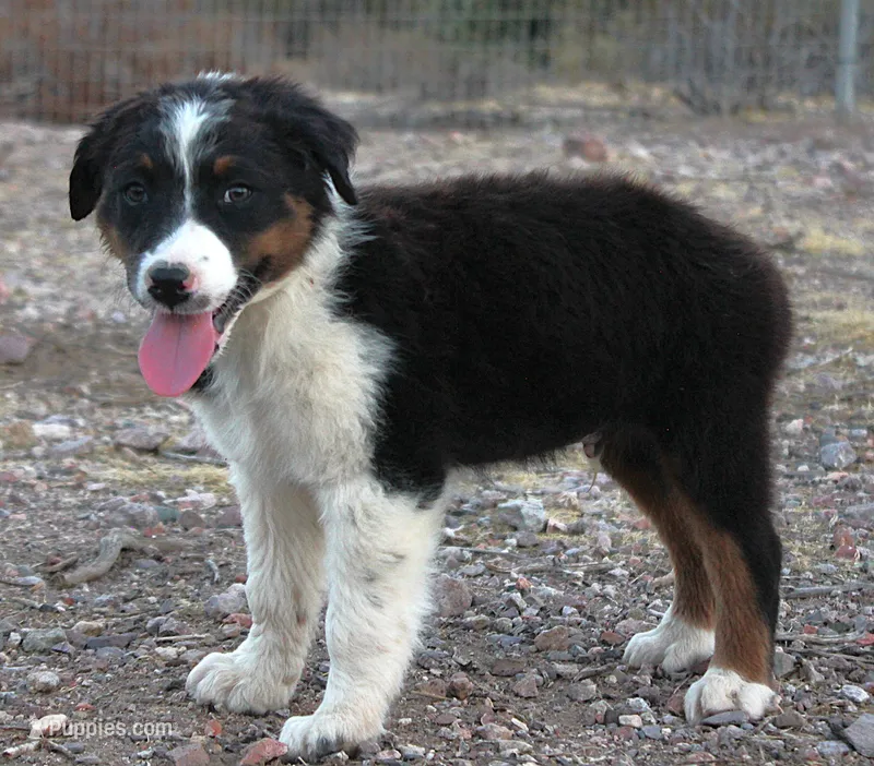 Black tri male – Australian Shepherd puppy for sale in Wittmann, AZ