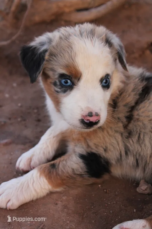 Blue merle girl blue eyes 2 – Australian Shepherd puppy for sale in Wittmann, AZ