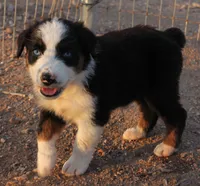 Black tri girl with blue eyes, a female Australian Shepherd for sale in Wittmann, AZ – 3 of 3