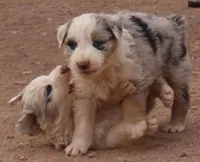 Blue merle girl blue eyes, a female Australian Shepherd for sale in Wittmann, AZ – 3 of 3