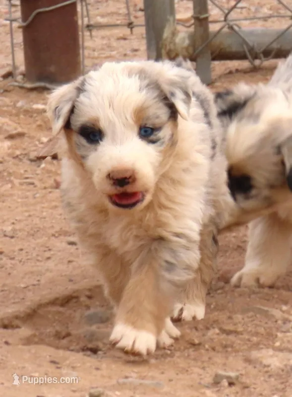 Blue merle girl blue eyes – Australian Shepherd puppy on hold in Wittmann, AZ