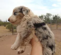 Blue merle girl blue eyes, a female Australian Shepherd for sale in Wittmann, AZ – 2 of 3