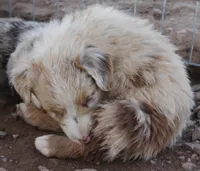 Red merle male one blue eye, a male Australian Shepherd for sale in Wittmann, AZ – 2 of 5