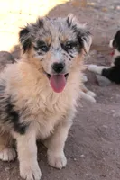 Blue merle boy marble eye, a male Australian Shepherd for sale in Wittmann, AZ – 1 of 8
