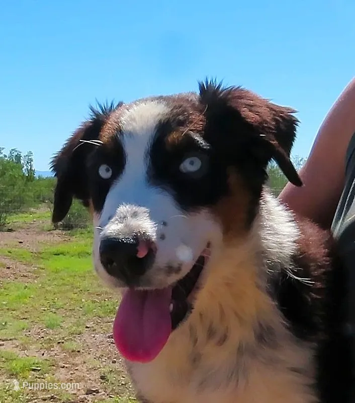 Black tri girl with blue eyes – Australian Shepherd puppy for sale in Wittmann, AZ