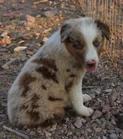 Red merle male with blue eyes, a male Australian Shepherd for sale in Wittmann, AZ – 3 of 3