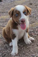 Red tri male with blue eyes, a male Australian Shepherd for sale in Wittmann, AZ – 4 of 4