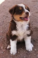 Red tri male no tail, a male Australian Cattle Dog and Miniature Australian Shepherd for sale in Wittmann, AZ – 2 of 2