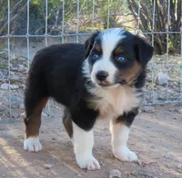 Black tri girl with blue eyes 2, a female Australian Shepherd for sale in Wittmann, AZ – 2 of 3