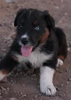 Black tri male one blue eye, a male Australian Shepherd for sale in Wittmann, AZ – 2 of 5