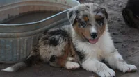 Blue merle male with tail, a male Australian Shepherd for sale in Wittmann, AZ – 2 of 4