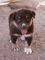 Red tri girl, a female Miniature Australian Shepherd for sale in Wittmann, AZ – 7 of 7