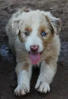 Red merle male one blue eye, a male Australian Shepherd for sale in Wittmann, AZ – 4 of 5